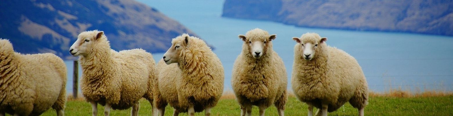 Mit SFA nach Neuseeland Erkunde Neuseeland mit SFA Sprachreisen